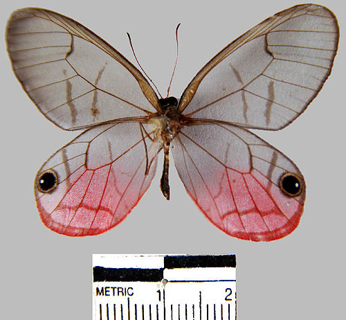 Cithaerias pireta